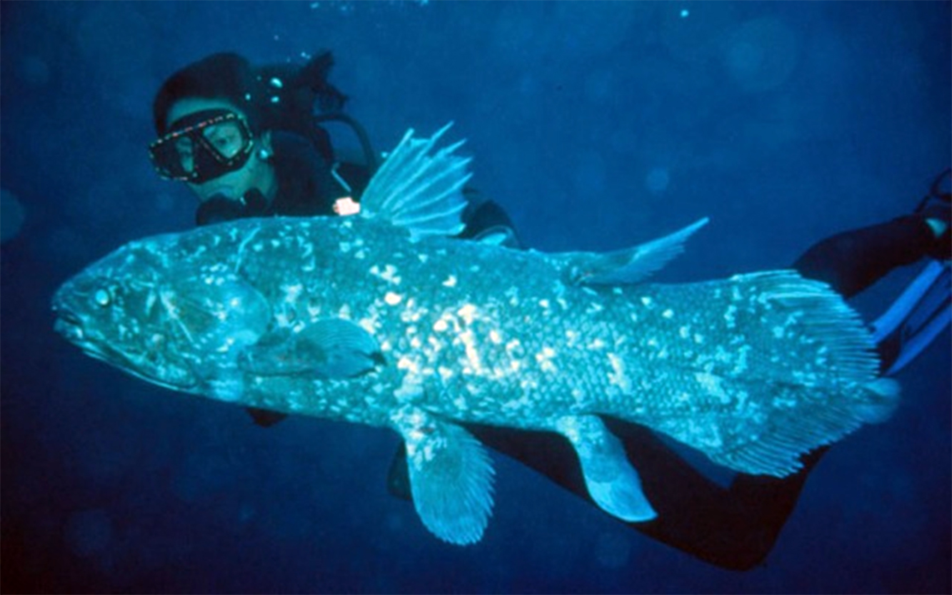 Il celacanto indonesiano con Arnaz Metha Erdmann a circa 15 m di profondità. Foto di Mark V. Erdmann