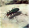 cicindela.jpg (74722 byte)