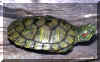 trachemis.jpg (65181 byte)