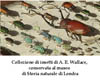 collezione di insetti di Wallace, conservata presso il Museo di Storia Naturale di Londra