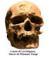 Cranio di Cro-Magnon