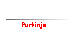 Purkinje
