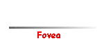 Fovea
