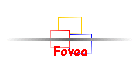 Fovea