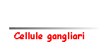 Cellule gangliari